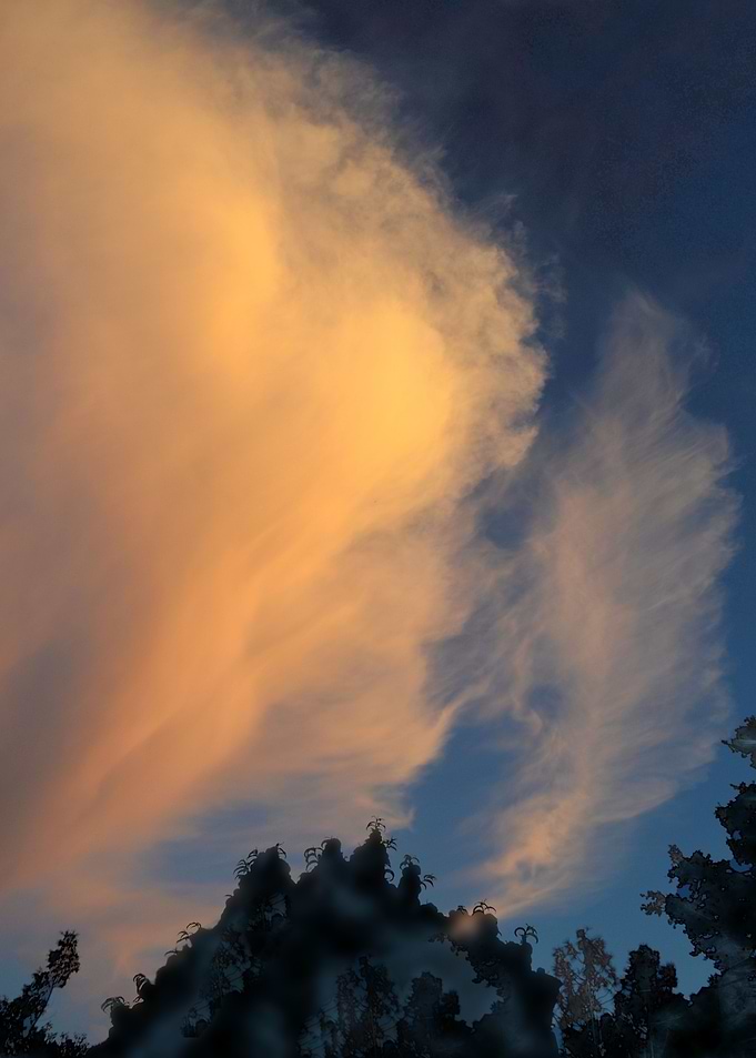 Heart Cloud