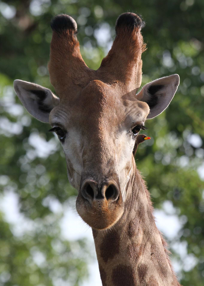 giraffe and a friend