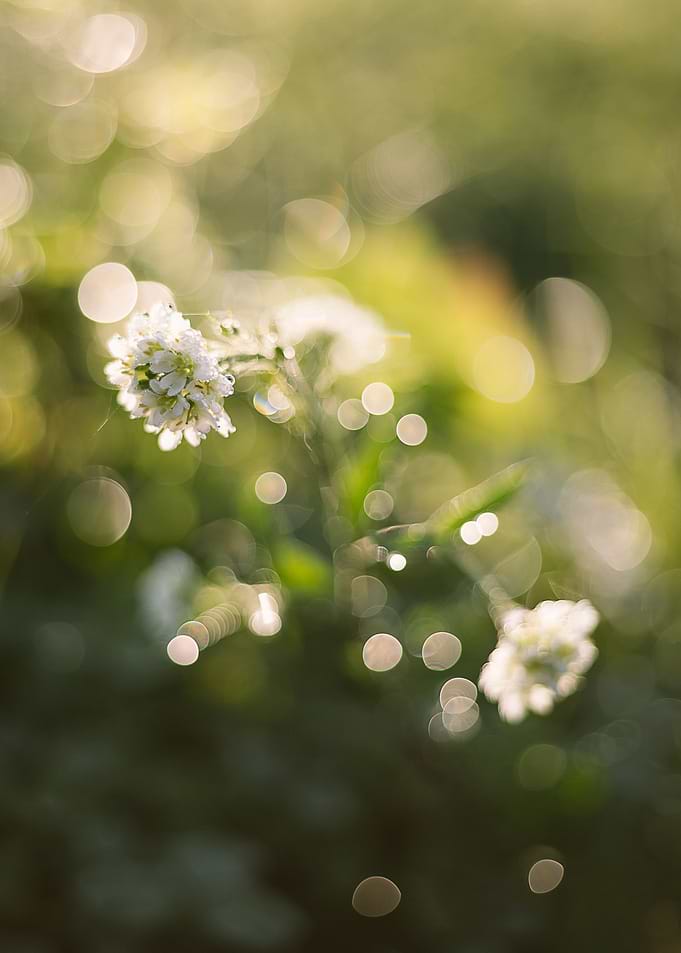 White flower