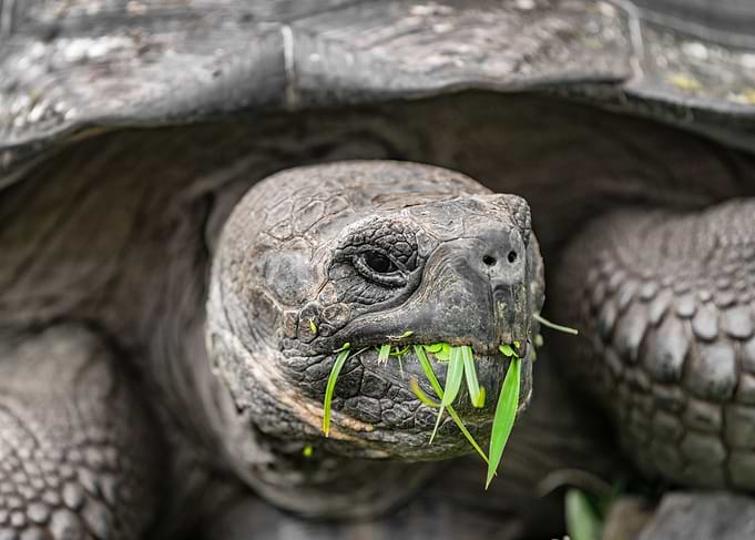 Tortoise galapagos