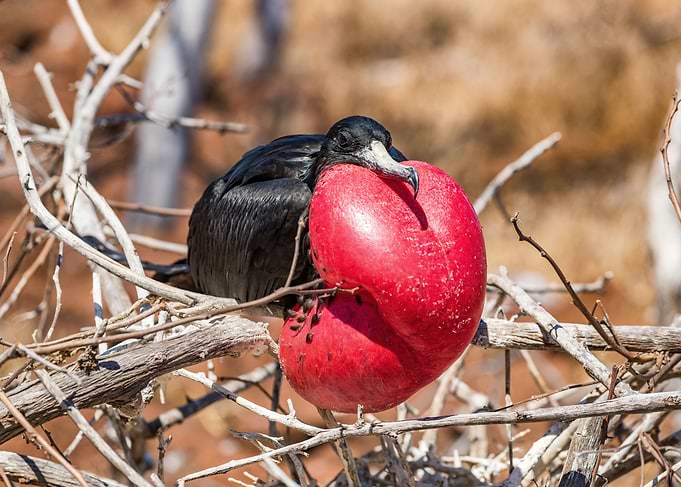 Frigatebird