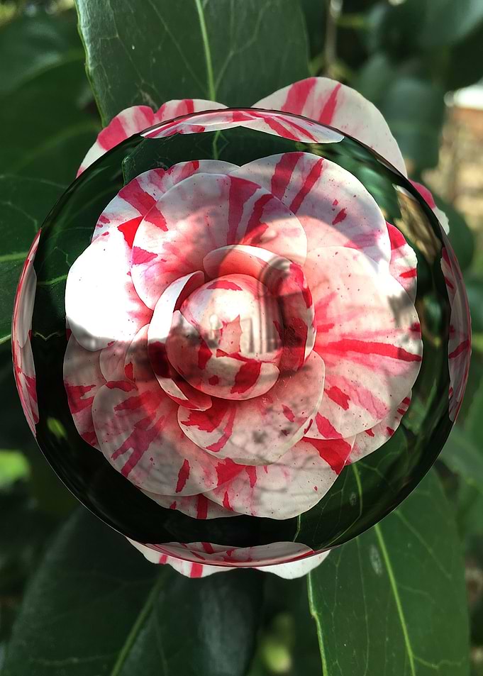 3d flower
