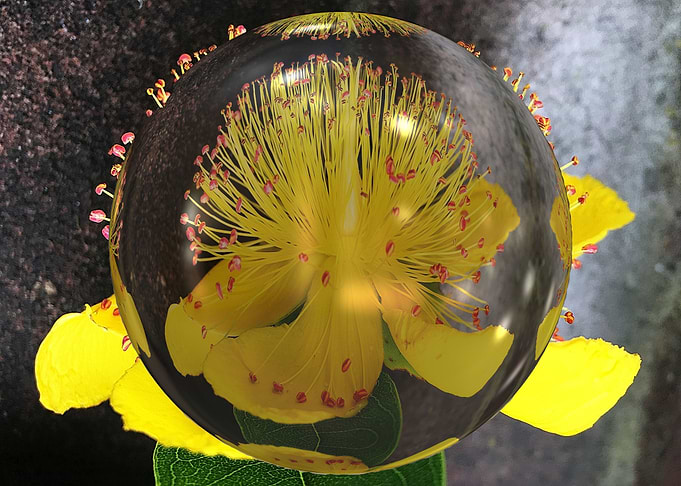 3d Hypericum
