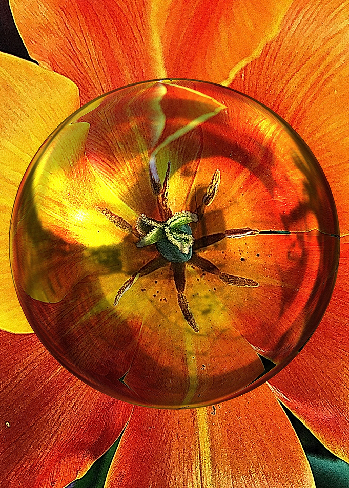 Orange dream