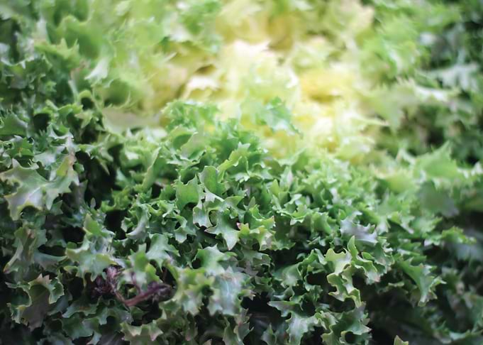 Lettuce market