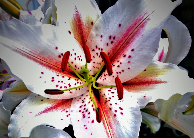 White Lily Digital Art