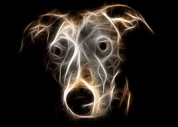 Buddy