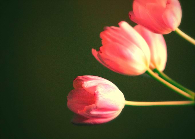 tulips study 2