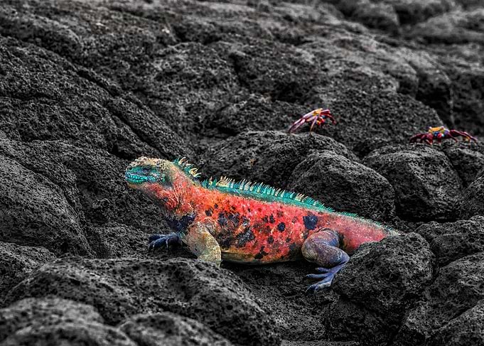 Christmas iguana