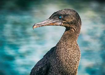 Flightless cormorant
