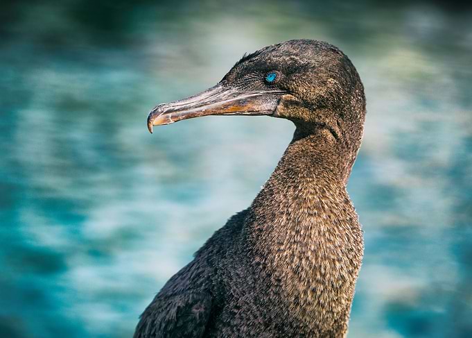Flightless cormorant