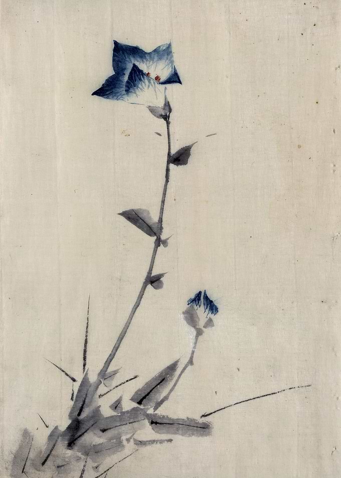 Blue Flower Blossoms