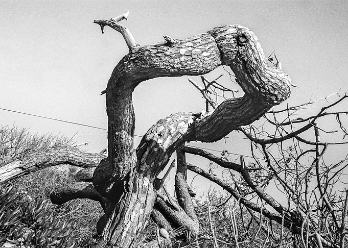 The miracle tree