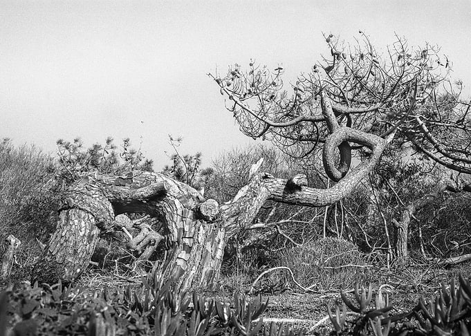Serpent pine