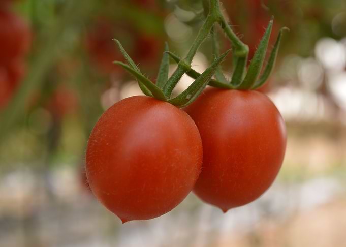 Tomatoes