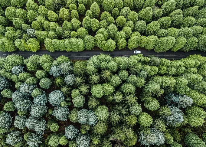 Forest road