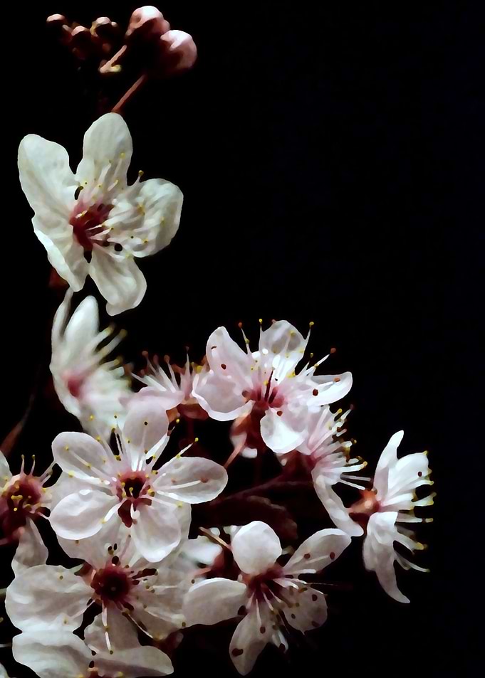 Blossoms on black