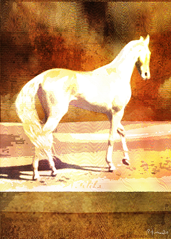 Horse at the Beach