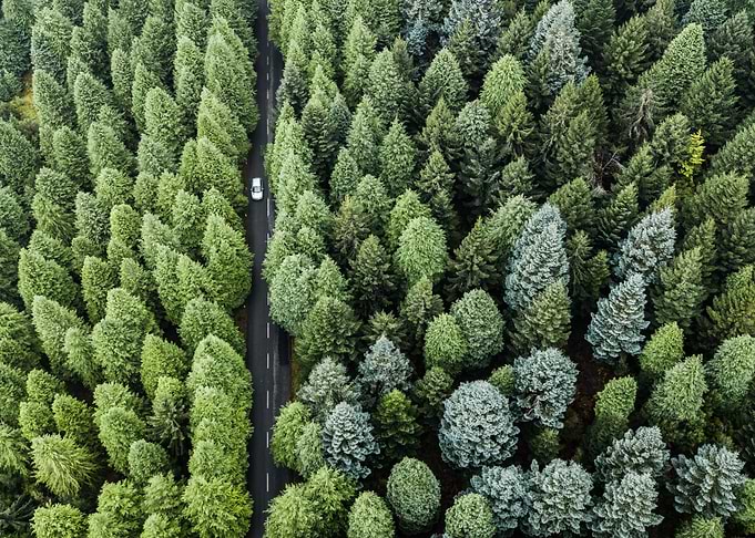 Forest road
