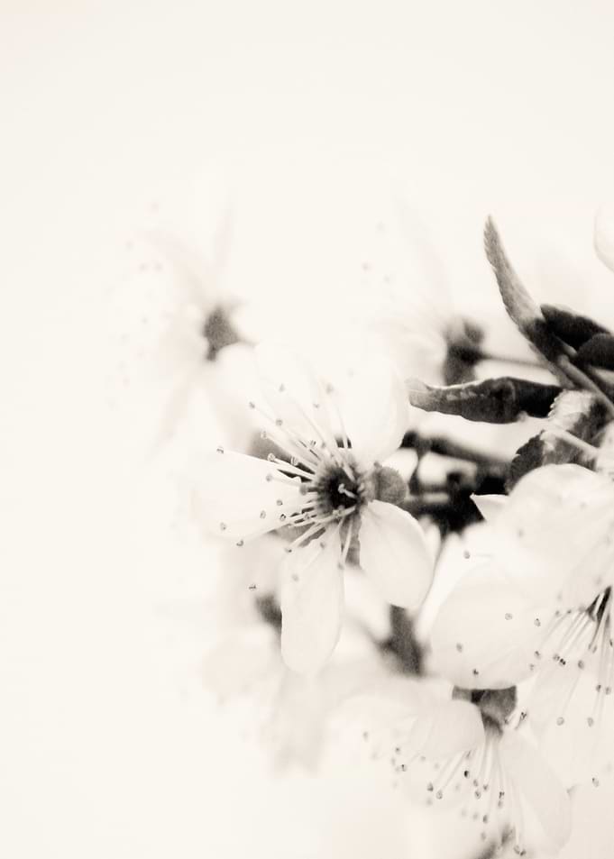 Monochrome Blossoms