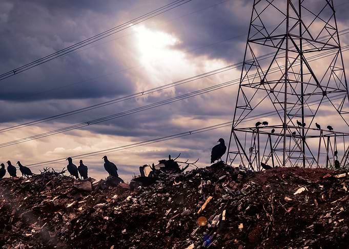 Vultures in the depot