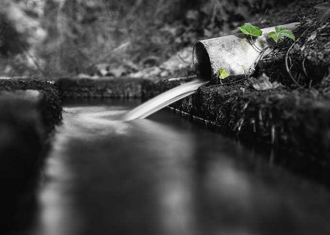 Source in the Forest