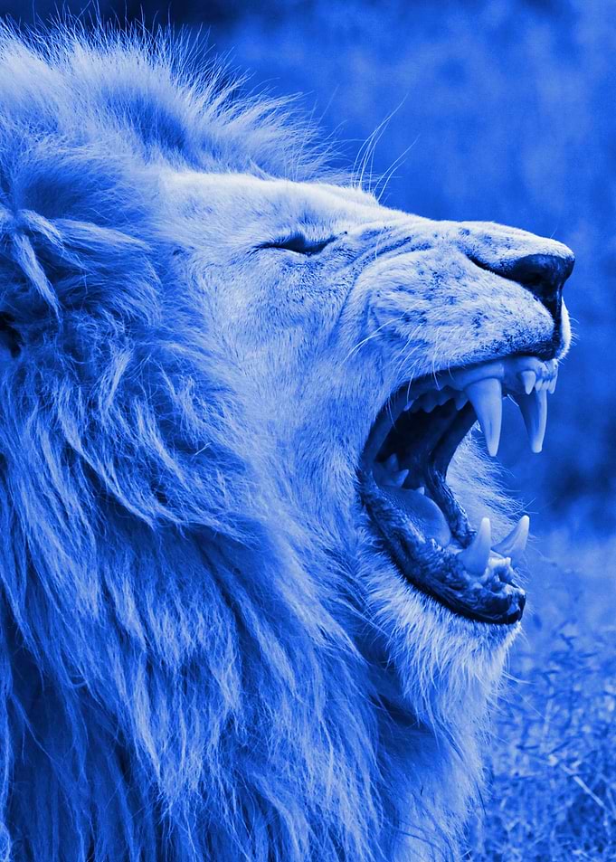 White Lion blue