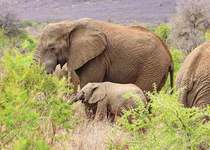 Elephant with Babyelephant