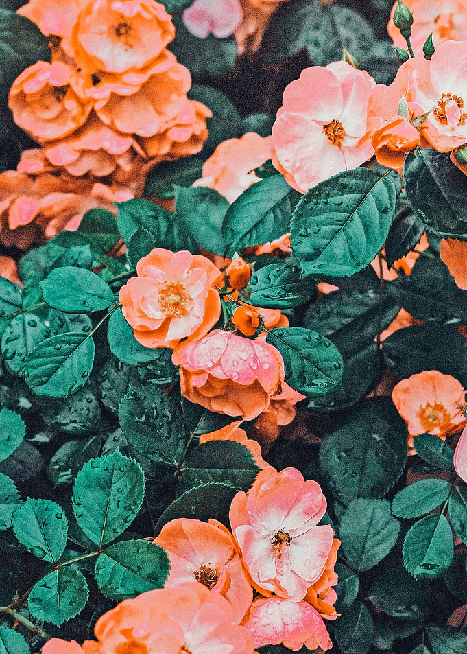 Vintage Blossom