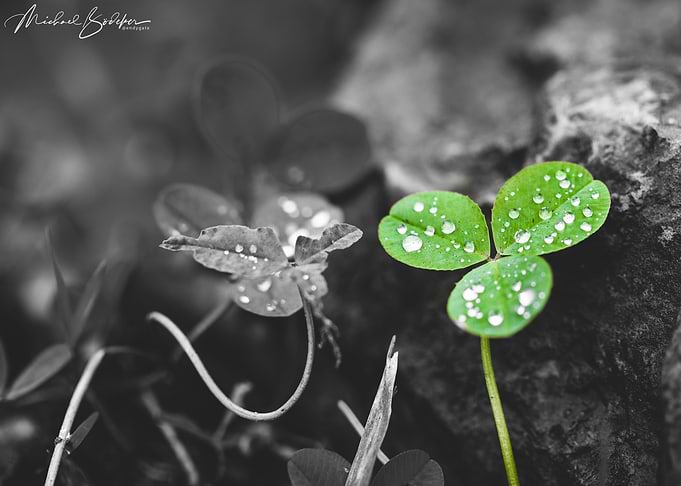Cloverleaf