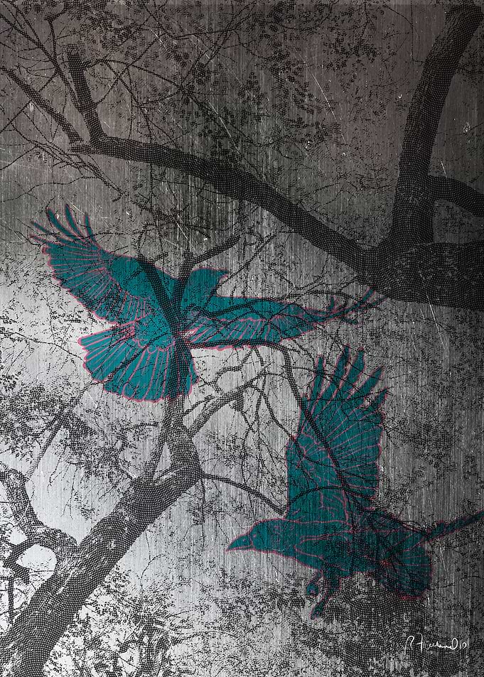 Crows