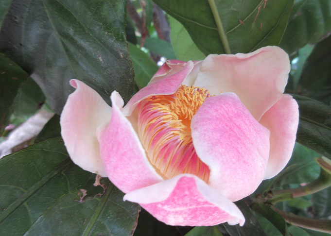 Blushing Pink