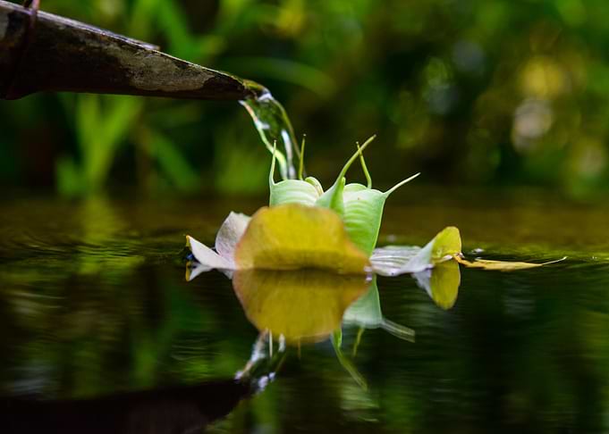 Water Flower