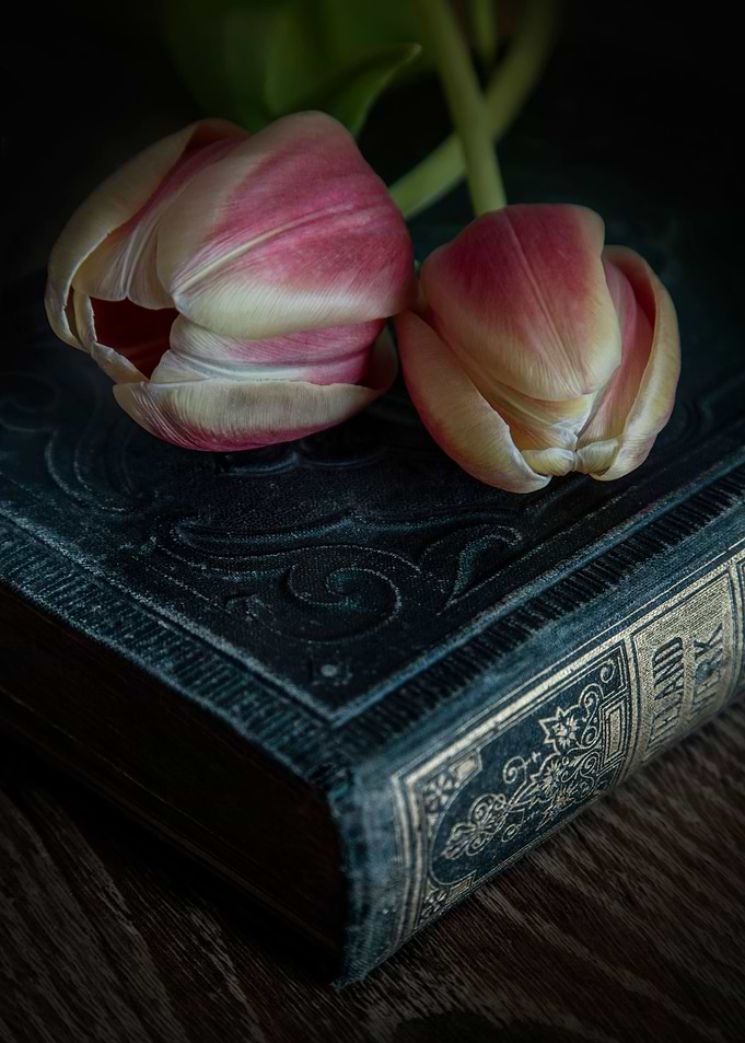 Pink Tulips