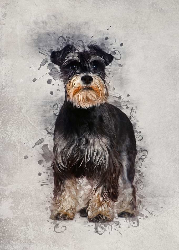 Miniature Schnauzer