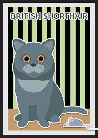british shorthair