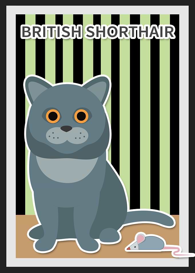 british shorthair