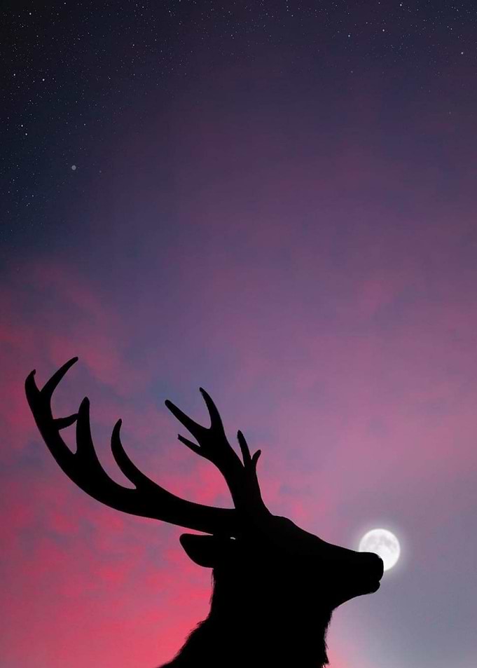 silhouette deer