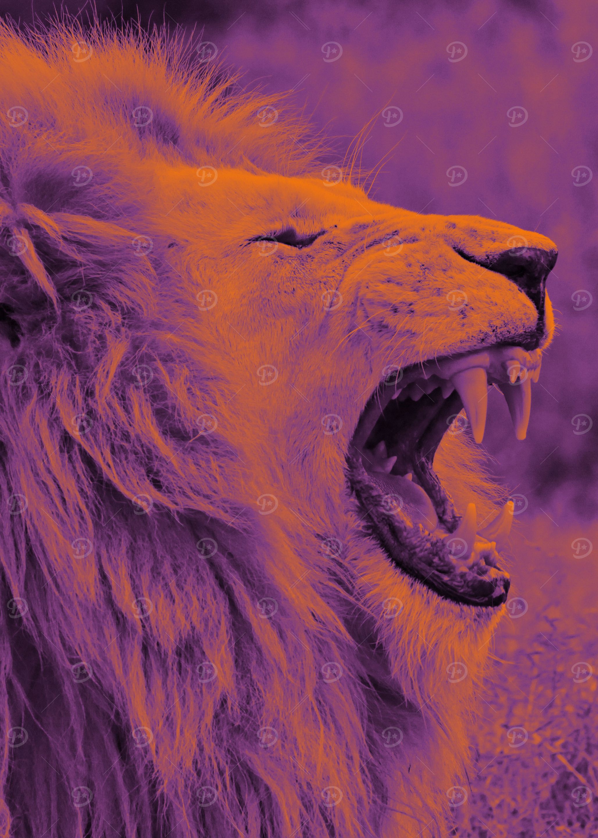 White Lion purple orange