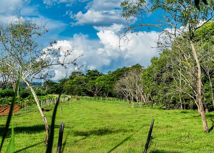 Rural landscape green