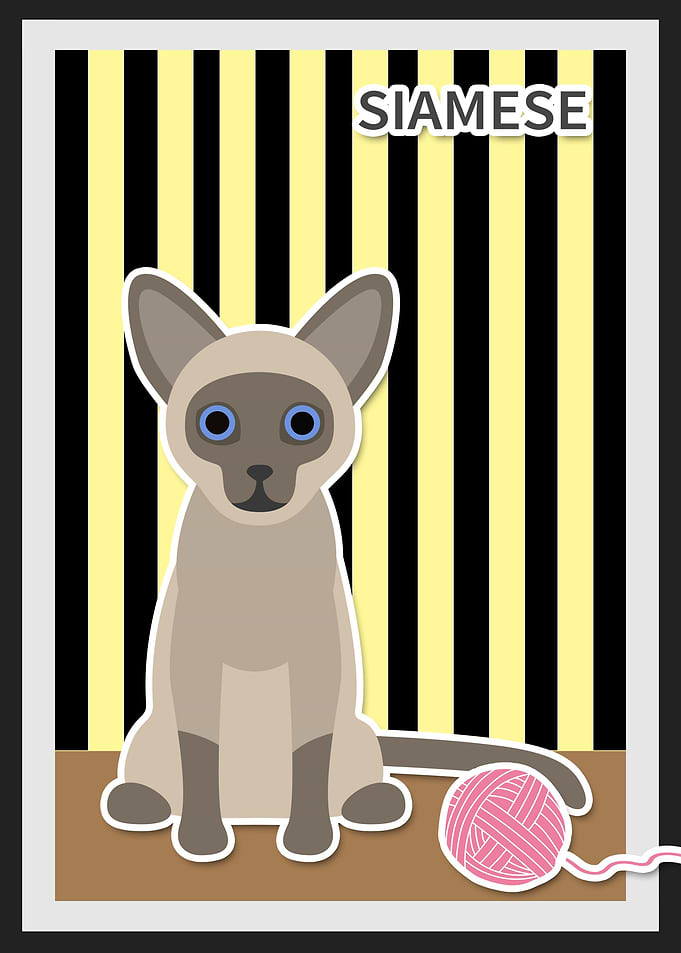 siamese