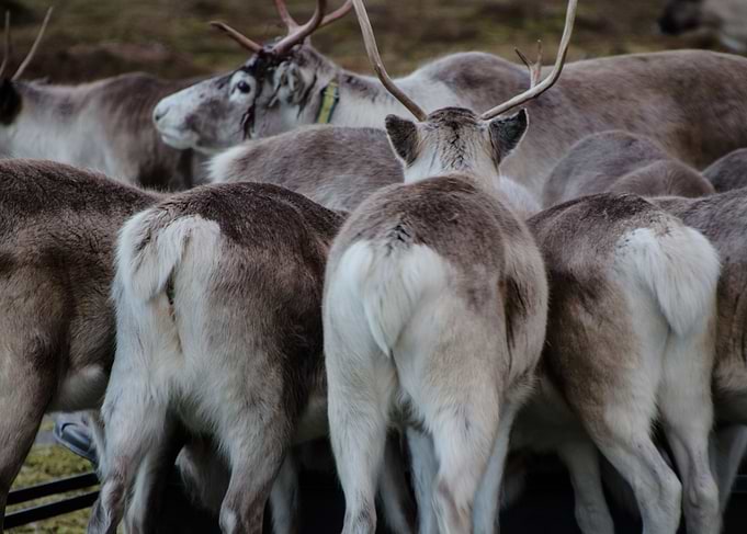 Reindeers