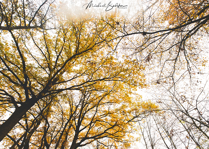 Autumn Leaves