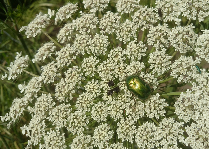 Cetoine