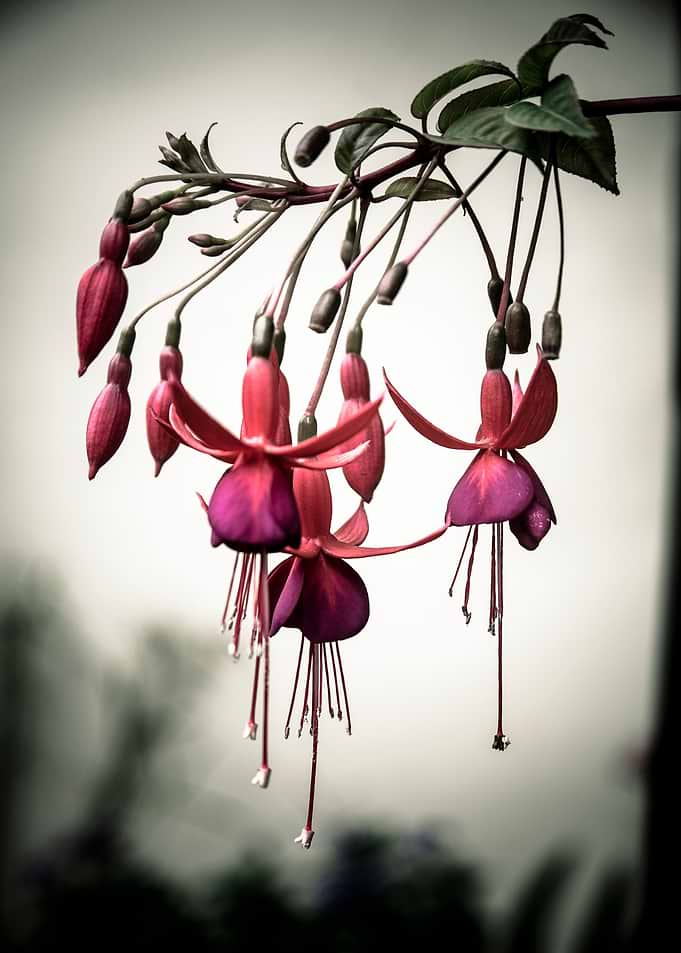Drooping Flowers Fuschias