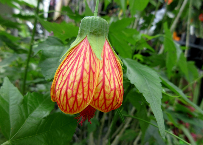 Japanese Lantern