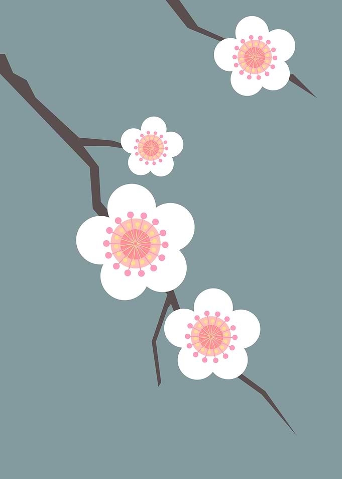 Cherry Blossom in bloom 01