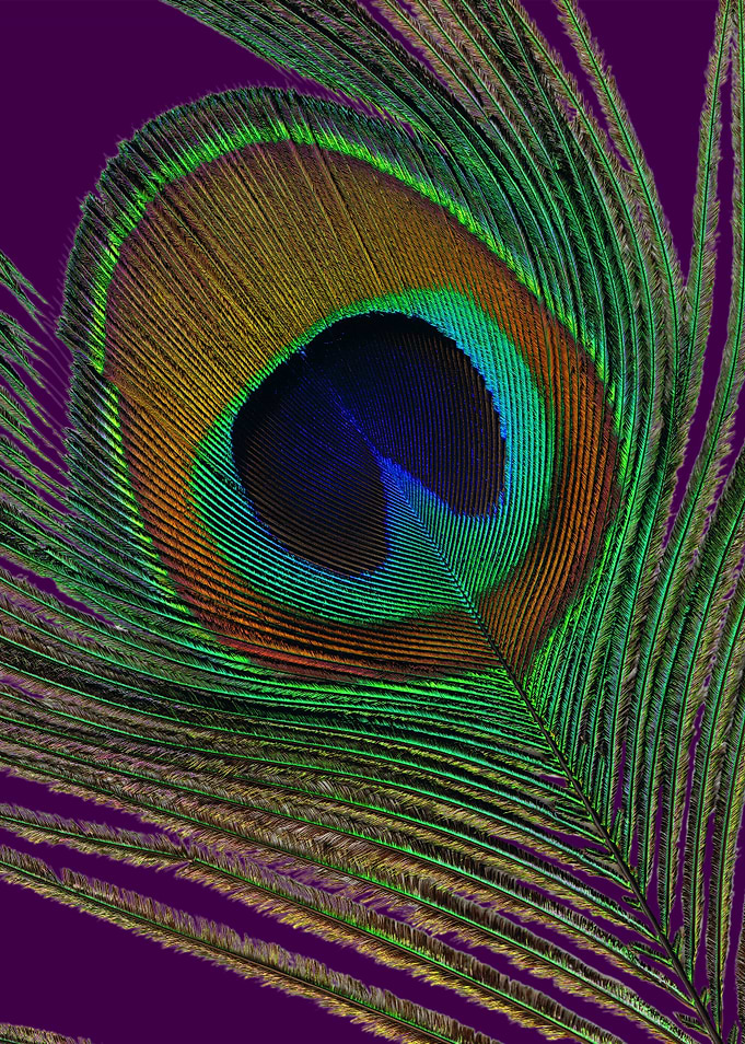 Peacock feather