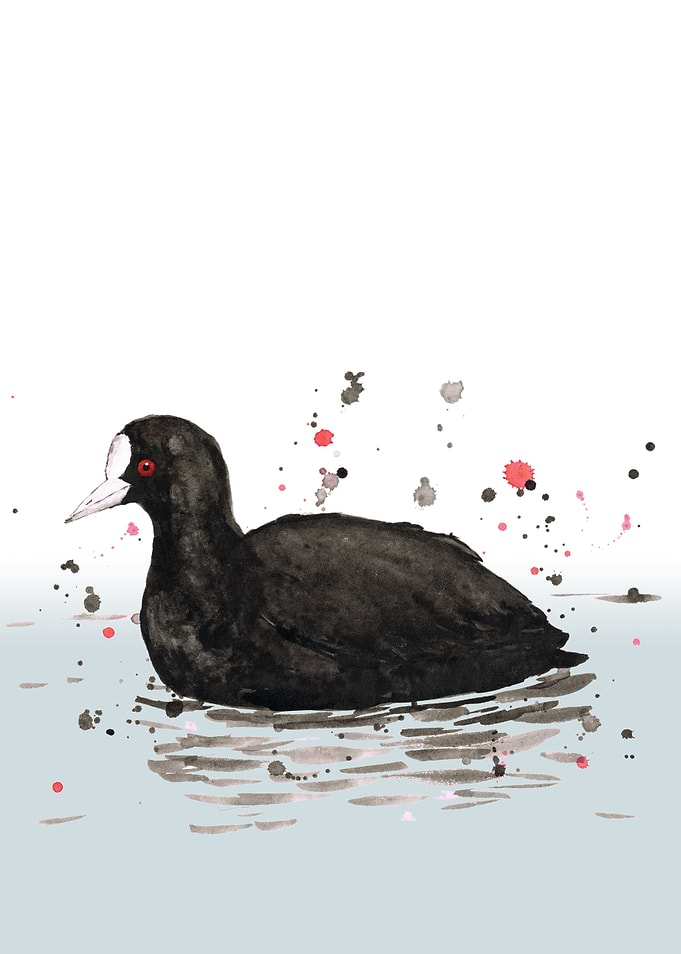 Comon coot