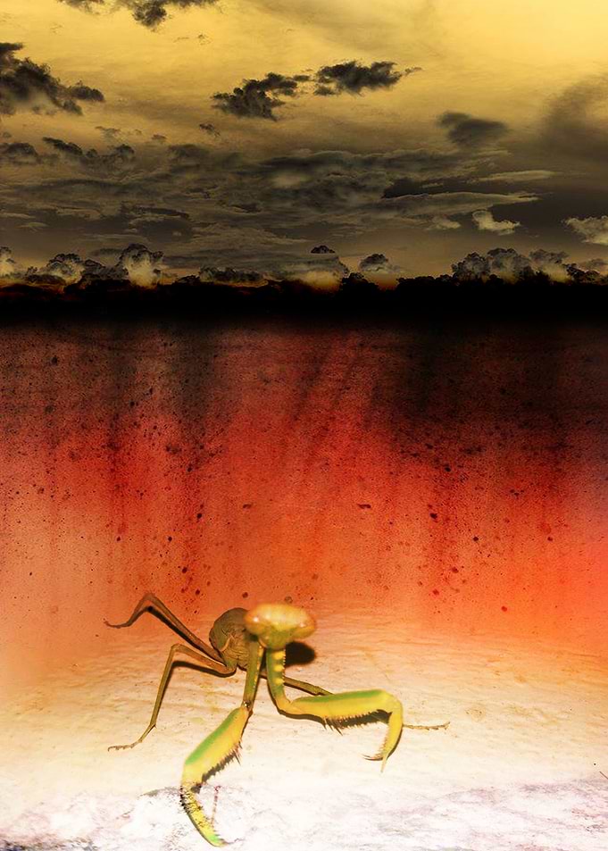 Angry grasshopper